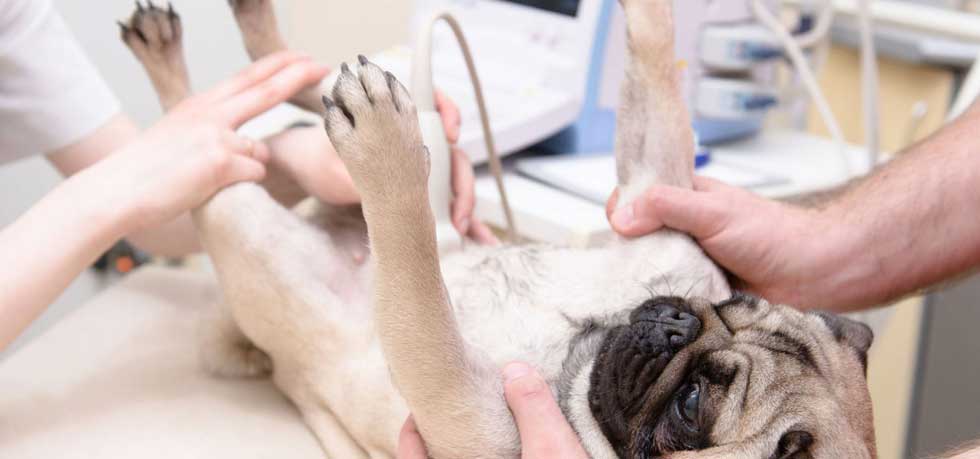 ecografia veterinaria abdominal a perro Belén Coromoto