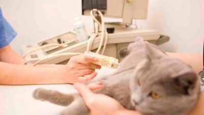 biopsia ecoguiada veterinaria a gato