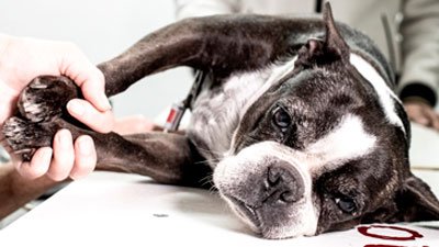 ecografia veterinaria a perro